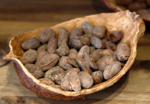 En öppnad kakaofrukt där flera stycken kakaobönor ligger som i en skål.