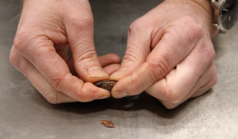 Bild på Johans händer som öppnar en kakaoböna