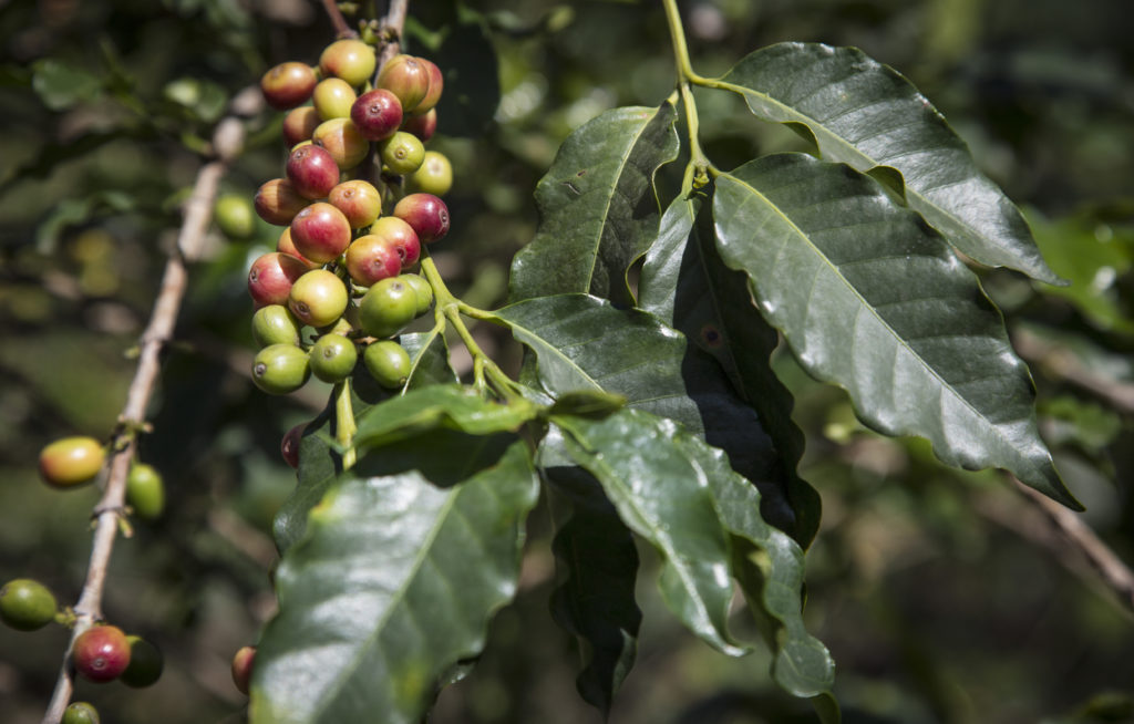 Bild på en kaffeplanta